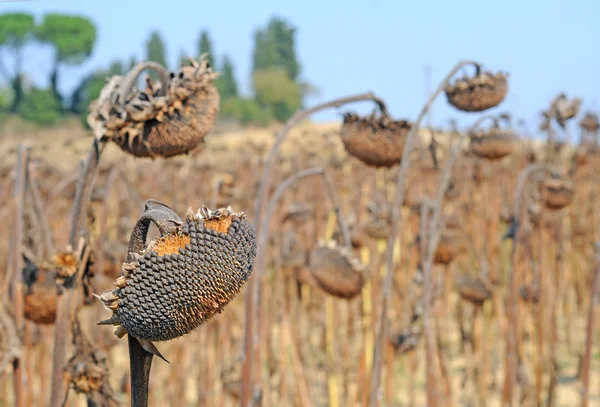 Sunflower desiccation by using agrodrones